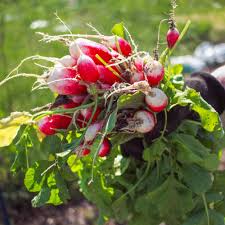 Image result for Raphanus