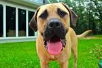 10 Friendly And Adorable Dog Breeds – American Kennel Club