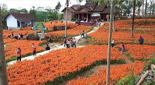 Tak hanya miliknya, tetapi tetangganya bunga juga bermekaran, seperti milik sukadi pemilik bunga amarilis yang sempat viral 2015 lalu pun bermekaran. Kebun Bunga Amarilis Gunung Kidul Tiket Masuk Dan Lokasi