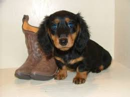 Earn points & unlock badges learning, sharing & helping adopt. Dachshund Google Search Dachshund Puppies Dachshund Puppies