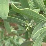 Image result for Salvadora australis