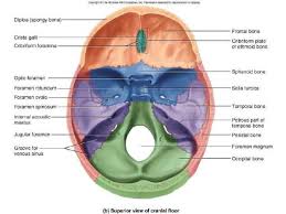 Image Result For Cribriform Plate Craniosacraltherapy Craniosacral Therapy Bones Craniosacral Therapy Anatomy Coloring Book Anatomy