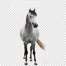 Grey Horse Png Clipart Mustang Arabian Horse Andalusian Horse Horse Cartoon Horses Grey Horse