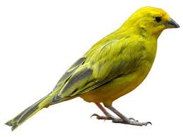 Canary