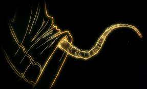 Tail Growing Spell Harry Potter Wiki Fandom