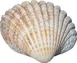 Sea Shell No Background Png Image Sealife Graphics Sea Shells Shell Graphic Shells