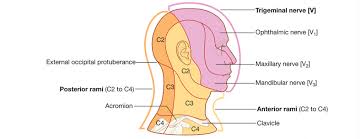 dermatome map overview chart anatomy clinical