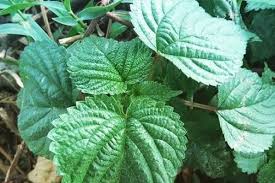 Check spelling or type a new query. Manfaat Lateng Si Daun Gatal Dari Bali