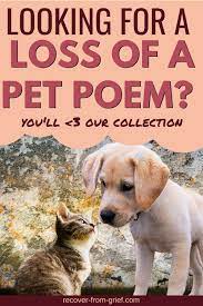 If you battle to find the words, there is a vast selection of. Loss Of A Pet Poem Comforting Words To Soothe Your Soul Recover From Grief