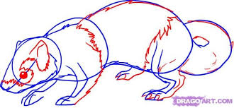 Step 3 How To Draw A Ferret Drawing Tutorial Drawings Learn Art