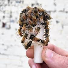 Image result for Queen bee