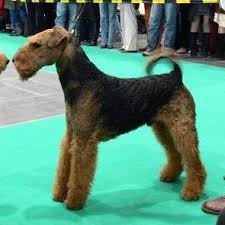 Browse healthy akc, aca, and apri and puppies available. Sundowner S Airedale Terrier Helmut Gerats Home Facebook