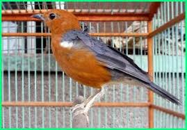 Liputan6.com, jakarta memiliki rumah baru mungkin tidak lengkap jika tidak ada peliharaan di dalamnya. Burung Peliharaan Yang Bagus Cantik Warnanya Dunia Fauna Hewan Binatang Tumbuhan Dunia Fauna Hewan Binatang Tumbuhan
