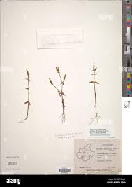 Image result for Canscora alata