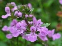 Image result for Neorautanenia ficifolia