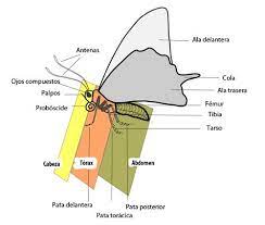 Pin On Zoology