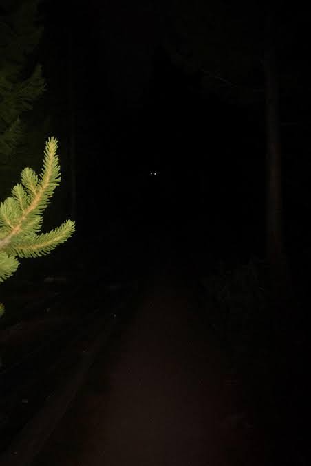 Not tryin to jump to conclusions, but what are these eyes in the woods? :  r/Paranormal