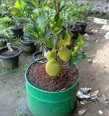 Halia boleh ditanam di dalam pasu selain daripada di atas tanah. Pokok Cempedak Durian Tanam Dlm Alisha Alif Enterprise Facebook