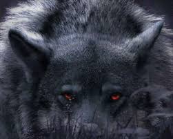 We did not find results for: Alpha Wolf Wallpapers 4k Hd Alpha Wolf Backgrounds On Wallpaperbat
