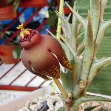 Image result for Orbea umbracula