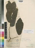 Image result for Dichapetalum mossambicense