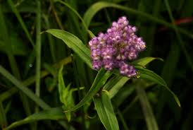 Image result for Floscopa glomerata