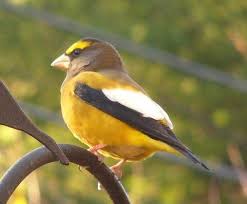 Birds Of Upstate Ny Evening Grosbeak A Common Bird In Decline Common Birds Birds Wild Birds