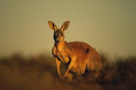 Although the kangaroo has many brothers that look like it i.e. Did A Changing Climate Wipe Out The Giant Kangaroo Scientific American