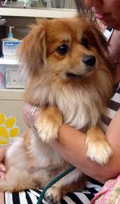 Pomeranian Chihuahua Mix Black And Brown Cavalier King Charles Spaniel Pomeranian Mix 3 Cavalier King Charles Spaniel Cavalier King Charles Dogs
