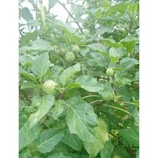 Hingga akhirnya daun kecubung digunakan untuk membius, pasalnya daun kecubung ternyata dapat membuat mabuk. Daun Kecubung Wulung Segar Paket Isi 25lembar Shopee Indonesia