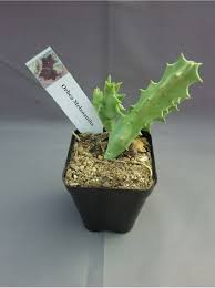 Image result for Orbea melanantha