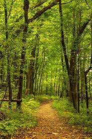 Check spelling or type a new query. Nature Walk Print Walk In The Forest Wall Art Forest Canvas Art Forest Landscape Print Room Decor Living Room Nature Art Pathway Print Craft Supplies Tools Surfaces Tripod Ee