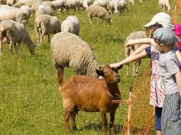 Auch die ersten kälber werden aktuell von ihren müttern abgesetzt, was in nächster zeit für etwas lärm im schönen mitteltal sorgen wird. Auf Zu Neuen Schafen Natur Erleben In Munchen