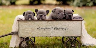 We also produce variations of blue frenchie puppies, chocolate french bulldogs, fawn, lilac puppies that come with brindle and/or pied. Purebred French Bulldog Puppies For Sale French Bulldog Breeder Pets For Sale In Houston Texas Usadscenter Com Mobile 197724