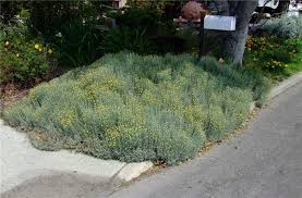 Image result for Santolina chamaecyparissus