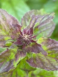 Image result for Mentha aquatica