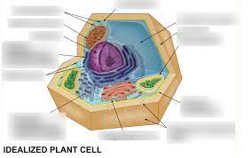 Created within eukaryotic cells by organelles as well as around macromolecules and membranes; Idealized Plant Cell 2 Diagram Quizlet