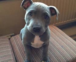 It contains high quality protein that helps with a puppy's physical development. Best Dog Foods For Pitbulls Best Affordable Dog Food For Pitbulls