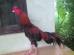 Gambar diatas merupakan bentuk kaki ciri ayam kuat pukul keras yang terlihat menekuk kebelakang. Ayam Aduan Pukul Ko