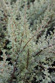 Image result for Cyperus kirkii