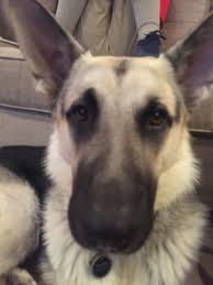 Contact us today and start an exciting journey. Silver German Shepherd Puppies Price Guide At En Ourspace Bisley Com