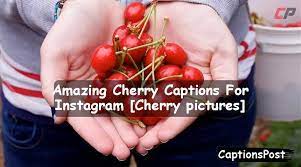 150 Amazing Cherry Captions For Instagram Cherry Pictures