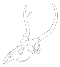 Remember to make the shadow darkest when it is near the skull and gr. How To Draw A Deer Skull Easy Learn How To Draw