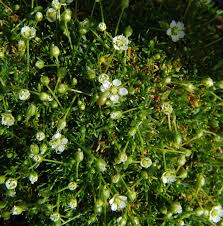 Image result for Sagina abyssinica