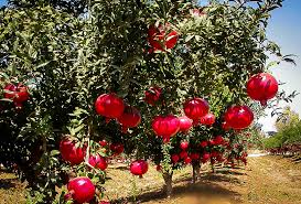 When that time arrives, flowering occurs from midspring into fall, with several cycles of heavy early blooms and fruit set. Wonderful Pomegranate For Sale The Tree Center