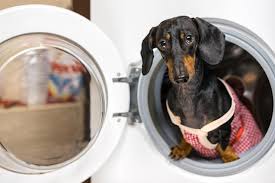 Safe for most fabrics · lint roll less · add softness Furzapper Pet Hair Remover For Laundry Review