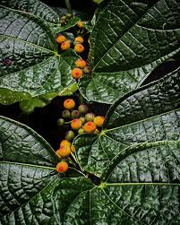 Image result for Ficus fischeri