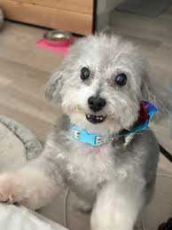 5-month-old friendly puppy needs active furever home