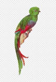 Quetzal Png Images Pngegg Easy drawing tutorials for beginners, learn how to draw animals, cartoons, people and comics. quetzal png images pngegg
