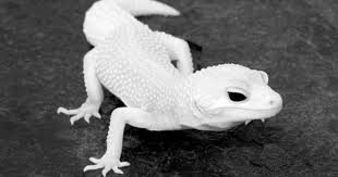 Black And White Leopard Gecko Drawing Pin By Wendy Sova On Cute Animals Rare Albino Animals Cute Reptiles Albino Animals